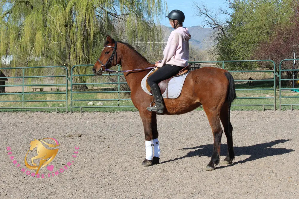 Bob - registered Arabian Gelding Bay Horse