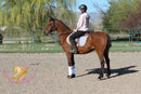 Bob - registered Arabian Gelding Bay Horse