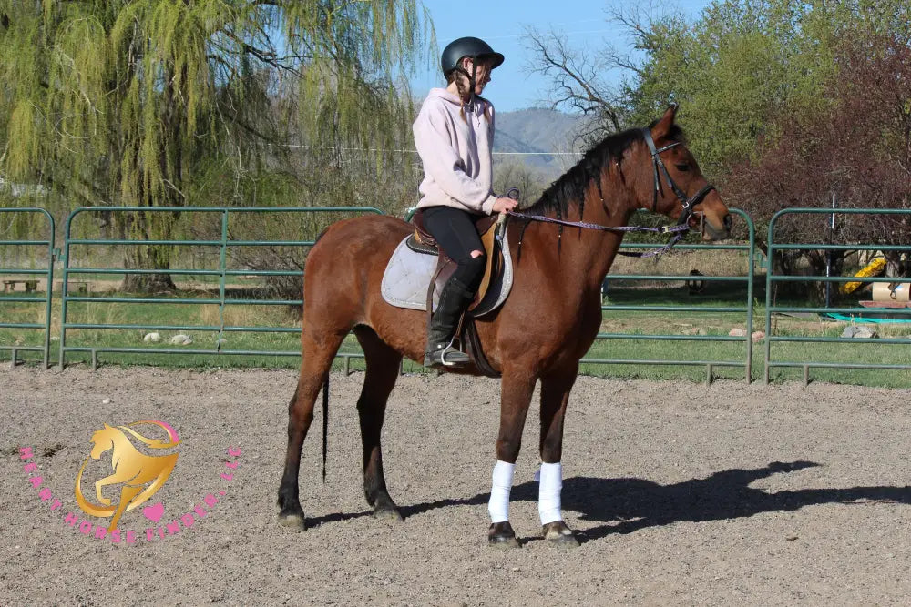 Bob - registered Arabian Gelding Bay Horse