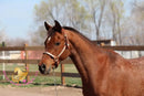 Bob - registered Arabian Gelding Bay Horse