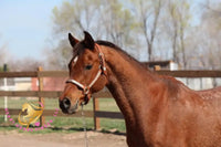 Bob - registered Arabian Gelding Bay Horse