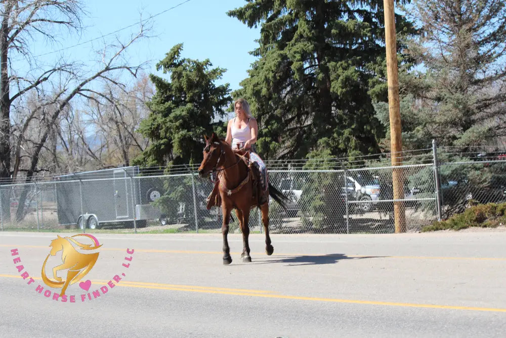 Bob - registered Arabian Gelding Bay Horse