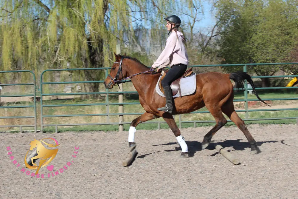 Bob - registered Arabian Gelding Bay Horse