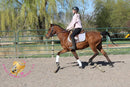 Bob - registered Arabian Gelding Bay Horse