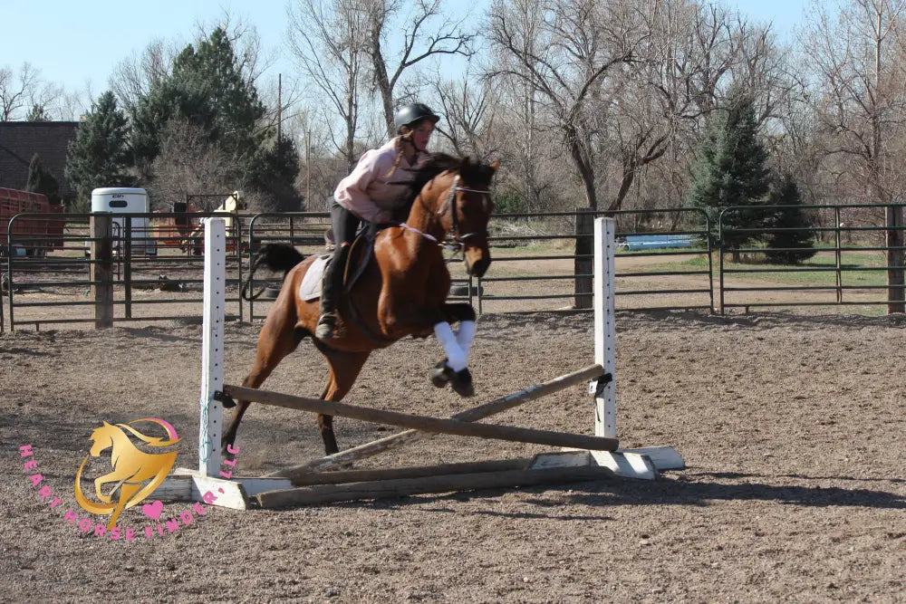 Bob - registered Arabian Gelding Bay Horse