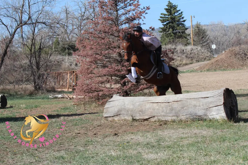 Bob - registered Arabian Gelding Bay Horse