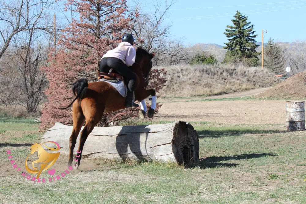 Bob - registered Arabian Gelding Bay Horse