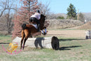Bob - registered Arabian Gelding Bay Horse