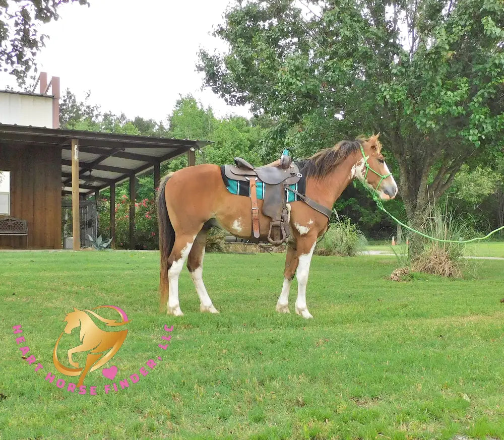 Clyde - registered Spotted Draft red roan Horse