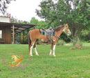 Clyde - registered Spotted Draft red roan Horse