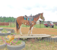 Clyde - registered Spotted Draft red roan Horse