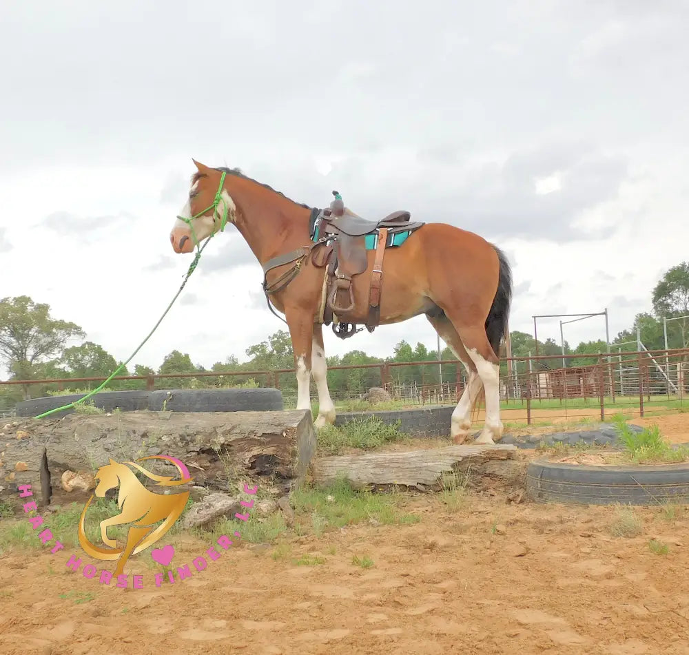 Clyde - registered Spotted Draft red roan Horse