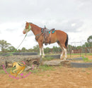 Clyde - registered Spotted Draft red roan Horse