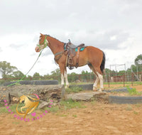 Clyde - registered Spotted Draft red roan Horse