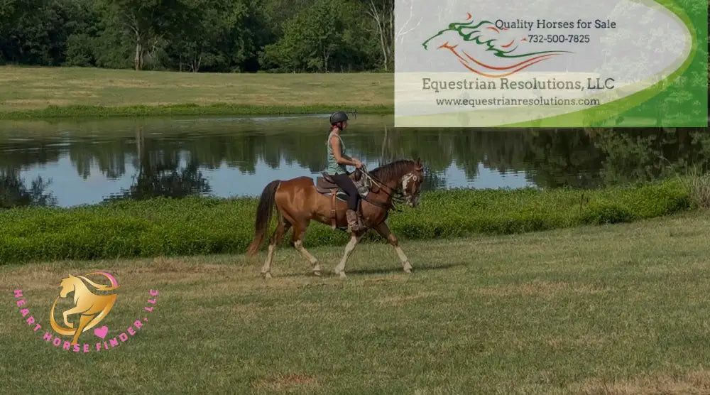 Clyde - registered Spotted Draft red roan Horse