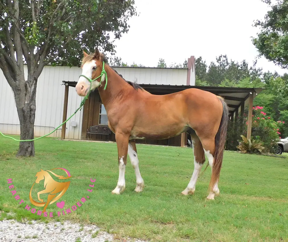 Clyde - registered Spotted Draft red roan Horse