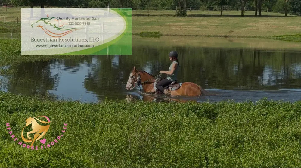 Clyde - registered Spotted Draft red roan Horse