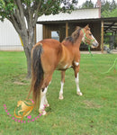 Clyde - registered Spotted Draft red roan Horse
