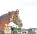 Clyde - registered Spotted Draft red roan Horse