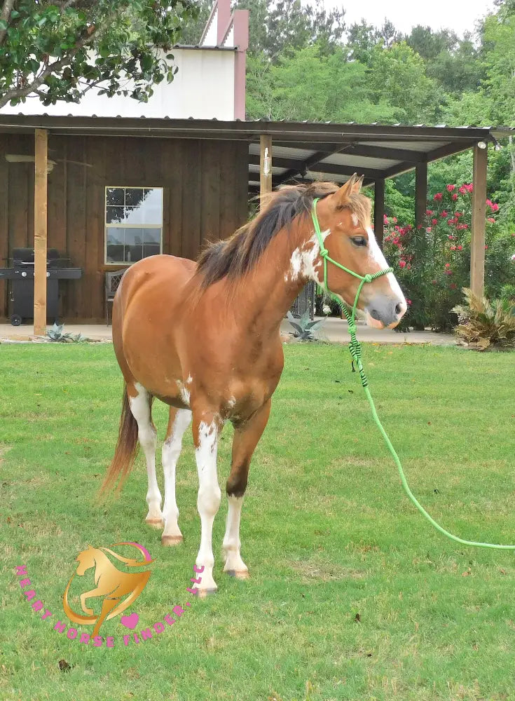 Clyde - registered Spotted Draft red roan Horse