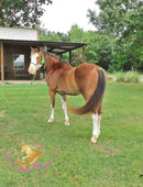 Clyde - registered Spotted Draft red roan Horse