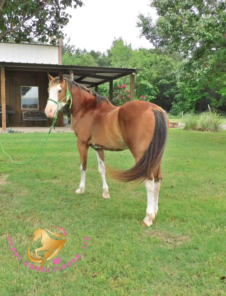 Clyde - registered Spotted Draft red roan Horse