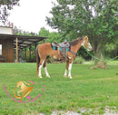 Clyde - registered Spotted Draft red roan Horse