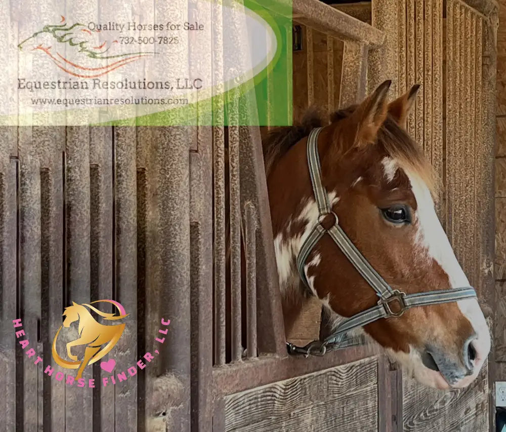 Clyde - registered Spotted Draft red roan Horse