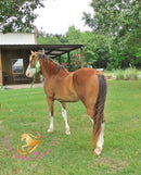 Clyde - registered Spotted Draft red roan Horse