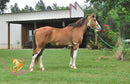 Clyde - registered Spotted Draft red roan Horse