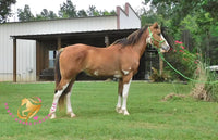 Clyde - registered Spotted Draft red roan Horse