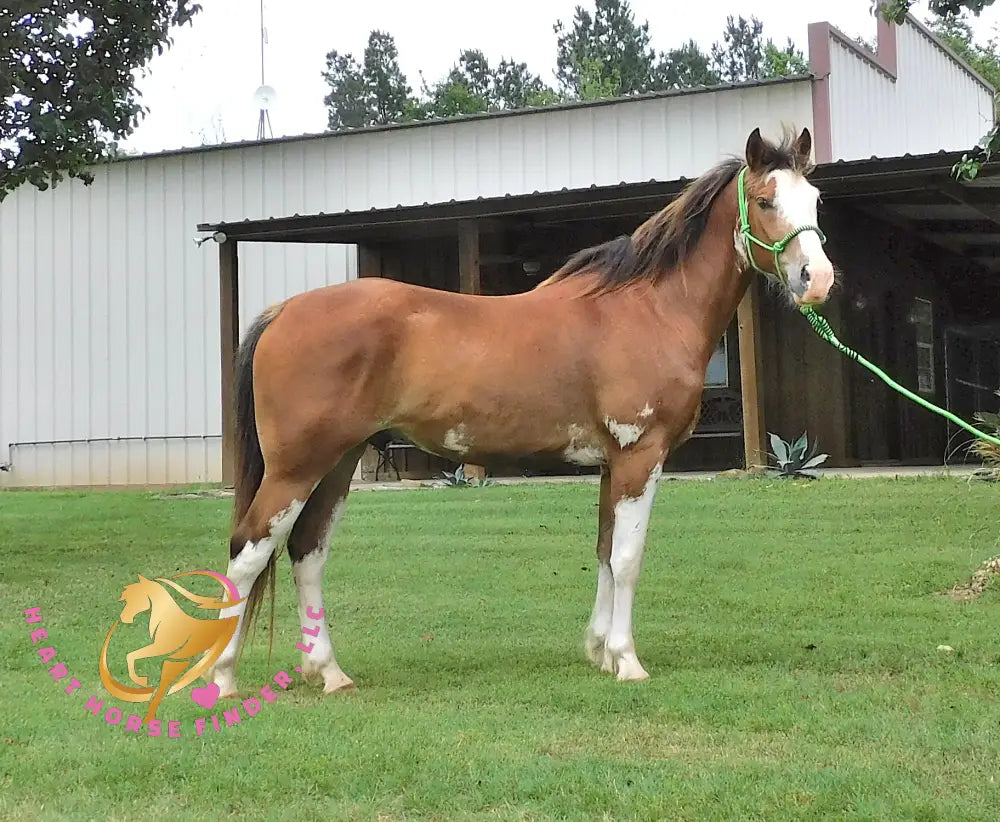 Clyde - registered Spotted Draft red roan Horse