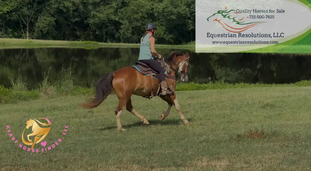Clyde - registered Spotted Draft red roan Horse