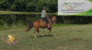 Clyde - registered Spotted Draft red roan Horse