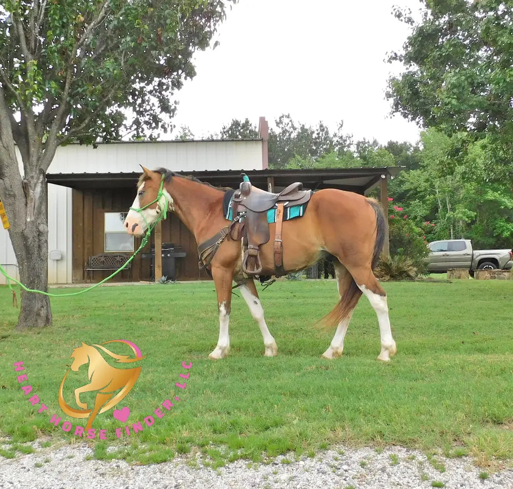 Clyde - registered Spotted Draft red roan Horse
