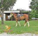 Clyde - registered Spotted Draft red roan Horse