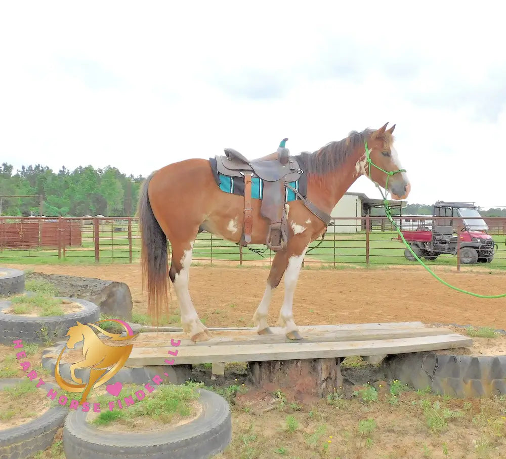 Clyde - registered Spotted Draft red roan Horse