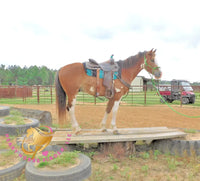 Clyde - registered Spotted Draft red roan Horse