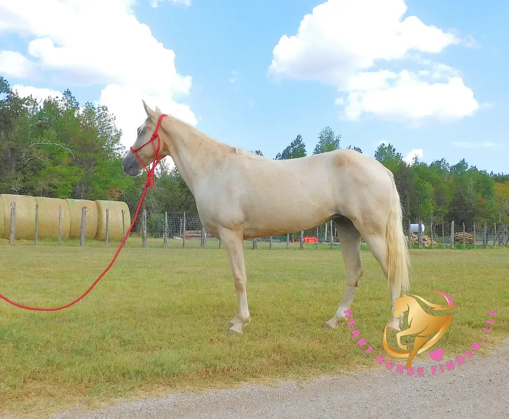 Melody - Tw Palomino Mare Horse