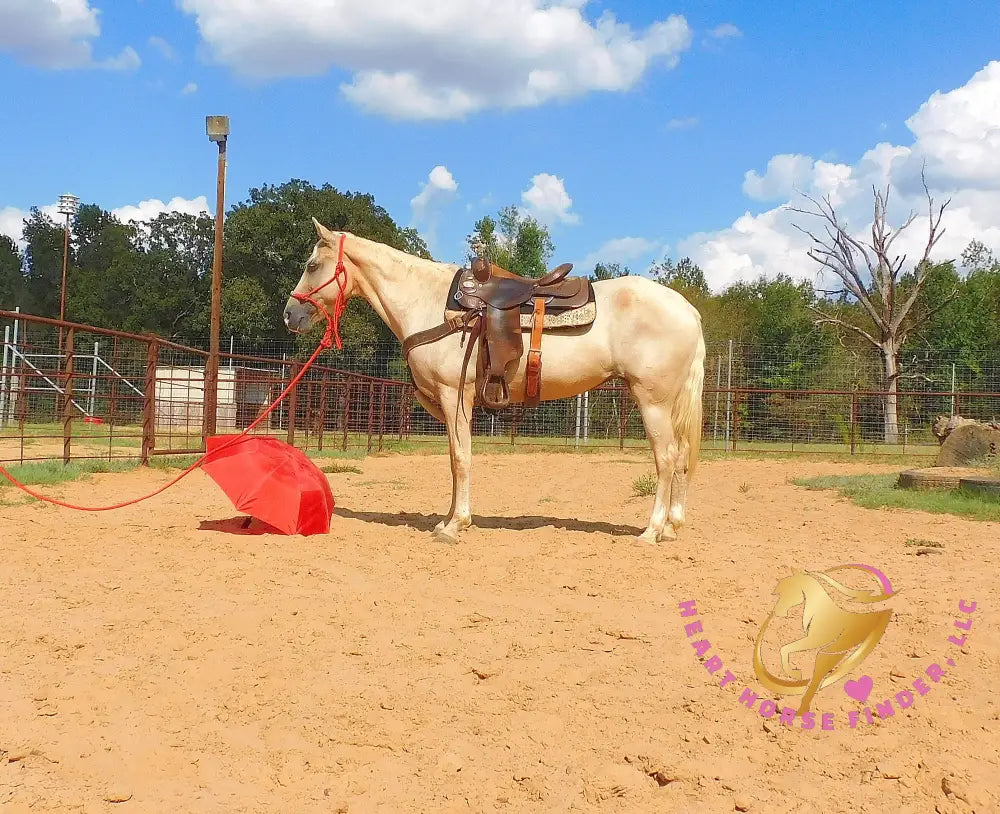 Melody - Tennessee Walking Palomino Mare