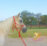 Melody - Tw Palomino Mare Horse