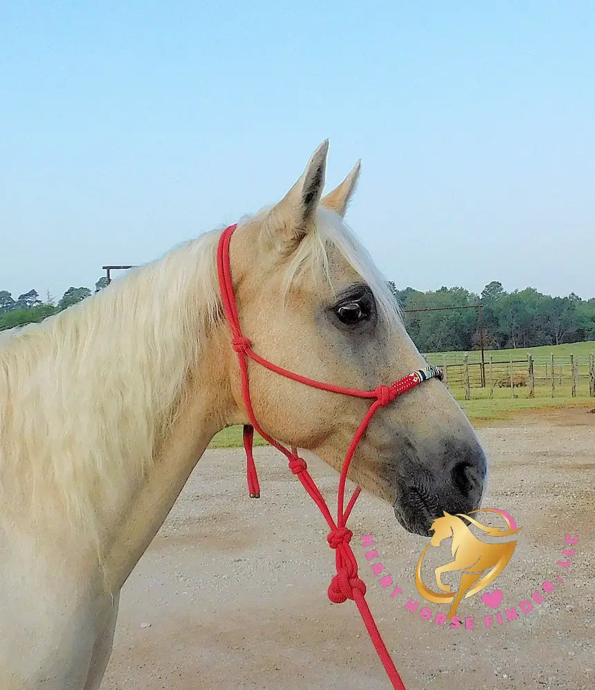 Melody - Tw Palomino Mare Horse