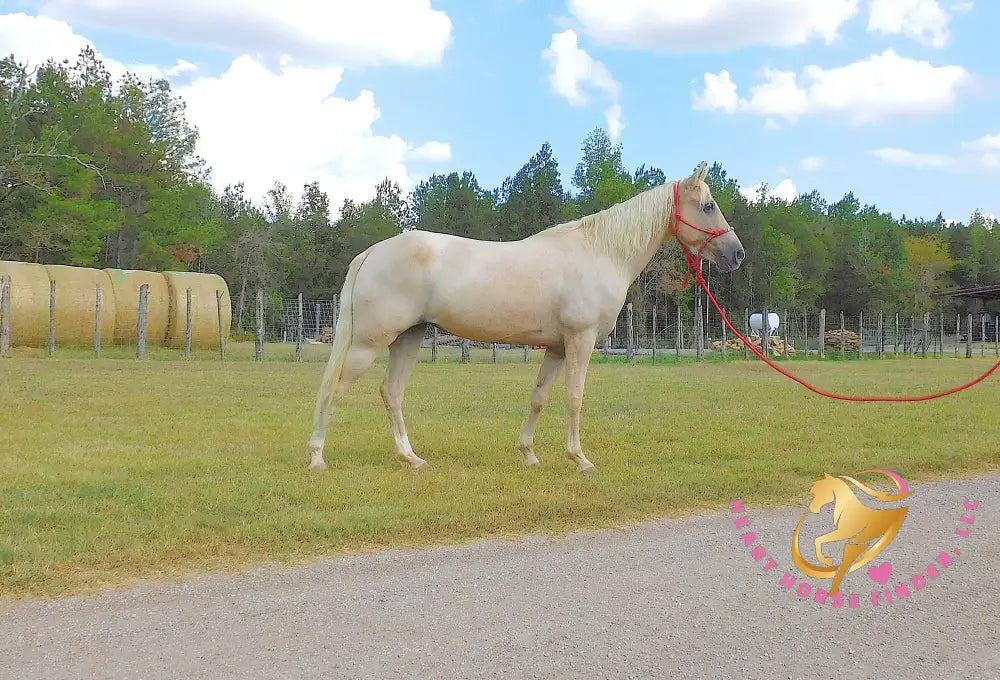 Melody - Tw Palomino Mare Horse