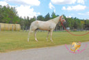 Melody - Tw Palomino Mare Horse