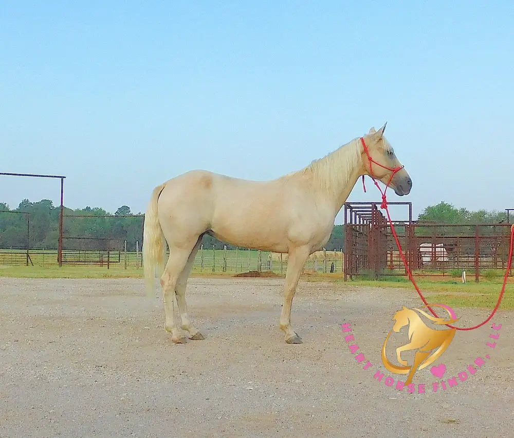 Melody - Tw Palomino Mare Horse