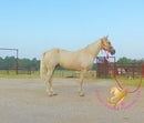 Melody - Tw Palomino Mare Horse