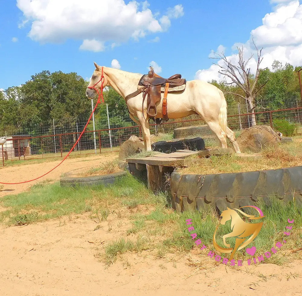 Melody - Tw Palomino Mare Horse