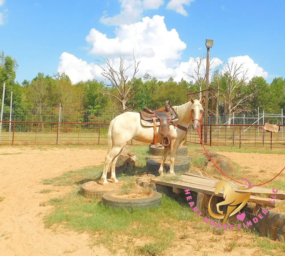 Melody - Tw Palomino Mare Horse