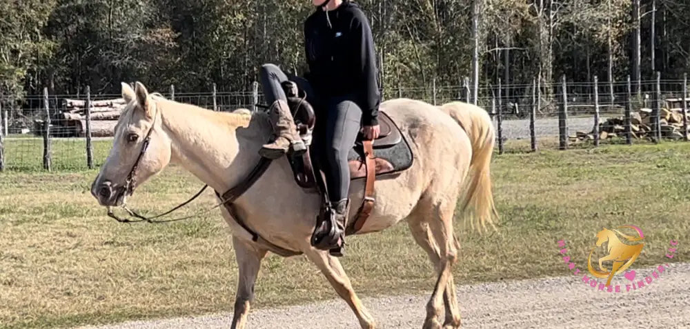 Melody - Tw Palomino Mare Horse