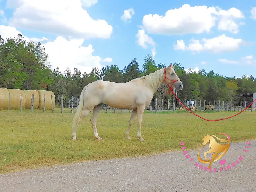 Melody - Tw Palomino Mare Horse